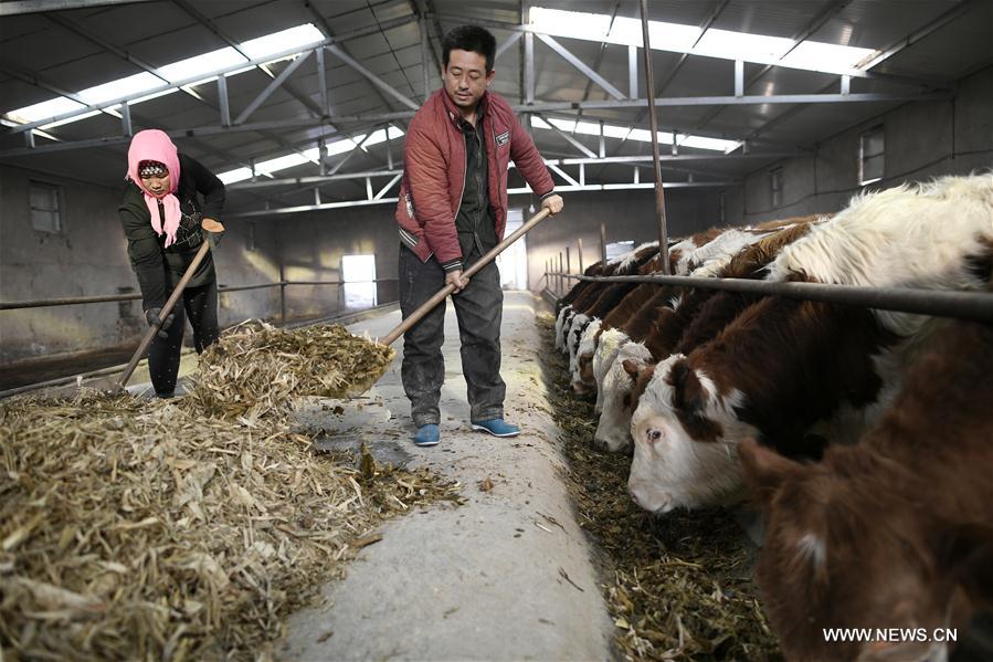 CHINA-NINGXIA-WUZHONG-POVERTY ALLEVIATION (CN)