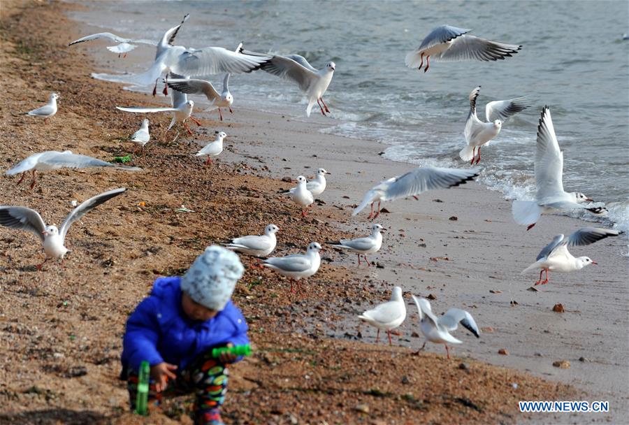 CHINA-QINGDAO-WINTER-SEA GULL (CN)