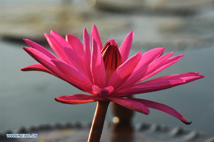 THAILAND-UDON THANI-WATER LILIES-BLOSSOM