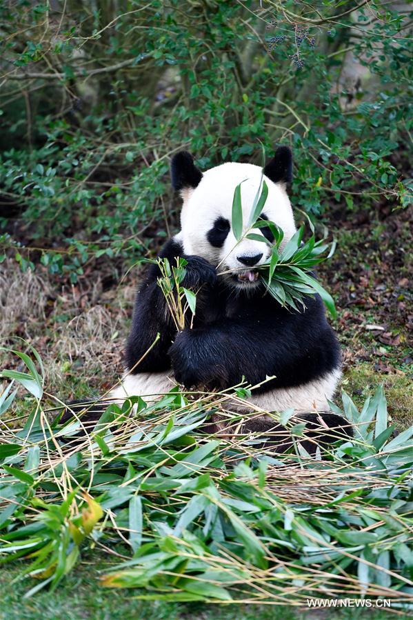 FRANCE-SAINT-AIGNAN-ZOOPARC DE BEAUVAL-PANDA BABY-YUAN MENG