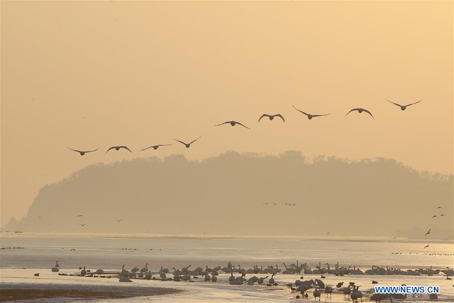 #CHINA-SHANDONG-RONGCHENG-SWAN (CN)