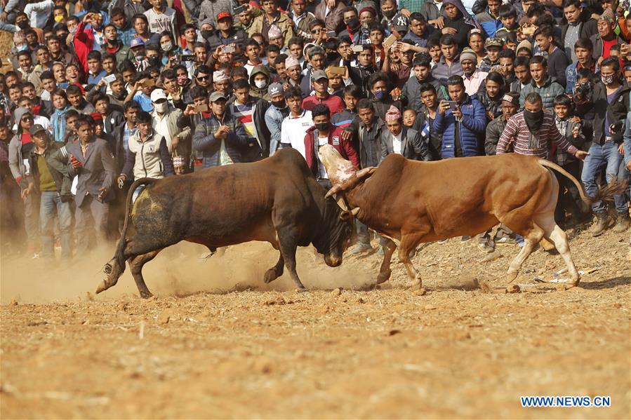 NEPAL-NUWAKOT-MAGHESAKRANTI FESTIVAL-BULL FIGHT