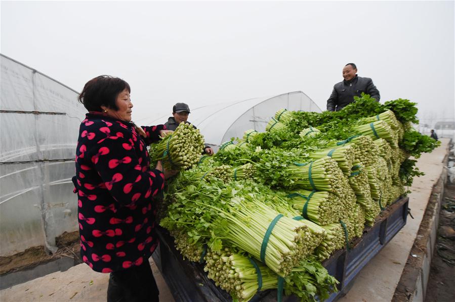 CHINA-JIANGSU-FARMING-VEGETABLE (CN)