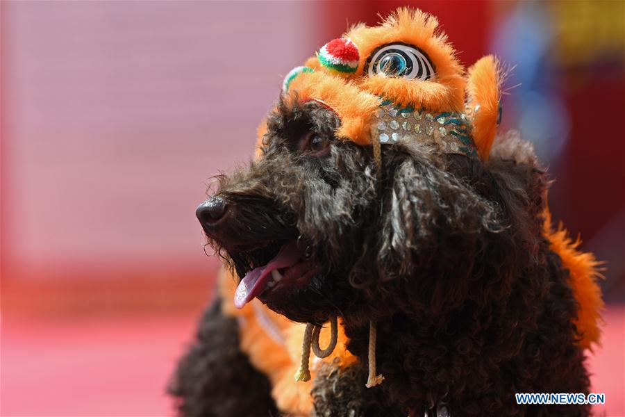 SINGAPORE-CHINATOWN-DOG COSTUME COMPETITION