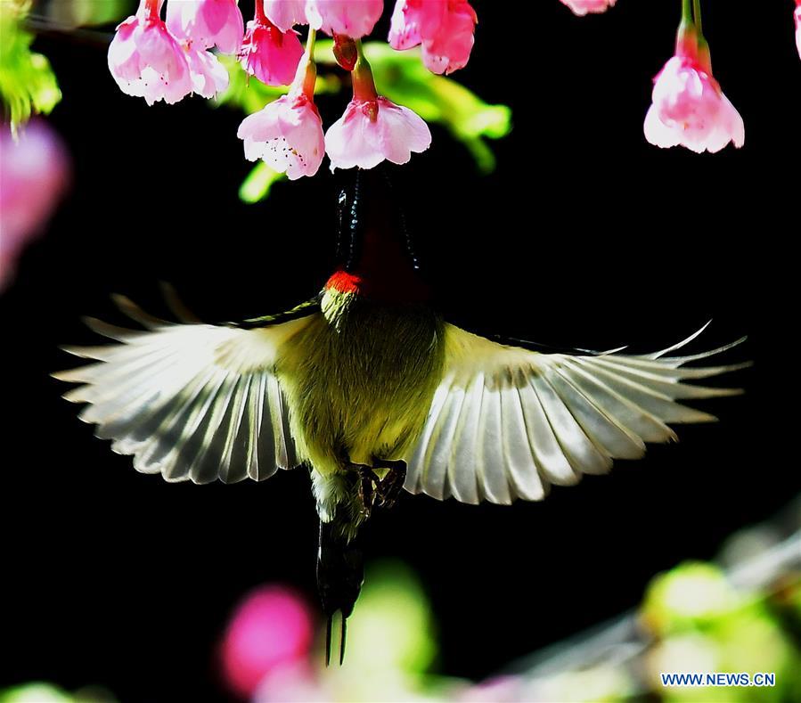 CHINA-FUZHOU-BIRDS-FLOWER (CN)