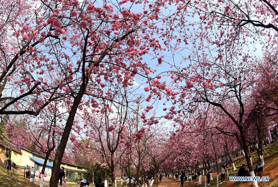 CHINA-YUNNAN-KUNMING-CHERRY BLOSSOM (CN)