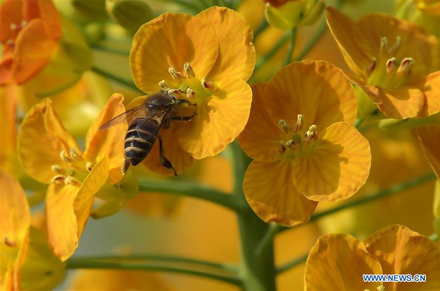 CHINA-JIANGXI-RAPE FLOWER-HONEY BEE-RESEARCH (CN)