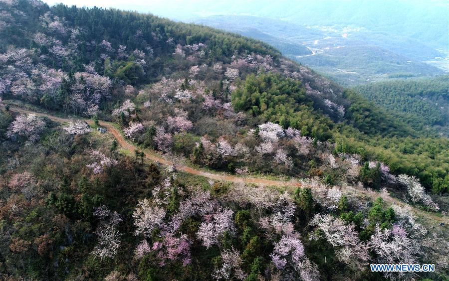 CHINA-HUBEI-CHONGYANG-CHERRY BLOSSOMS (CN)