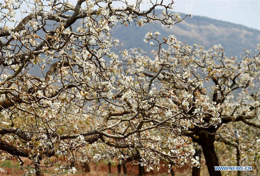 CHINA-YUNNAN-PEAR BLOSSOMS (CN)