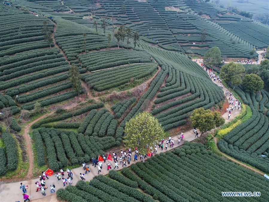 CHINA-HANGZHOU-BASHAN VILLAGE-TEA GARDEN (CN)