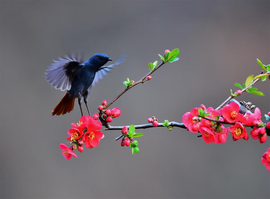 CHINA-SPRING-BIRDS (CN)