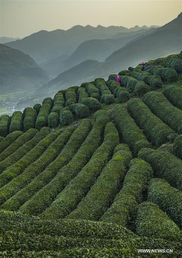 CHINA-SPRING-TEA HARVEST (CN)