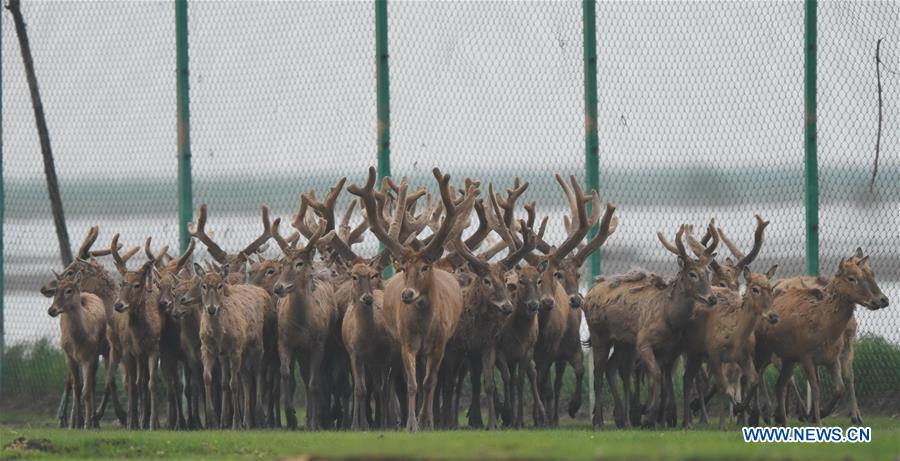 CHINA-WETLAND-WILDLIFE-MILU DEER (CN)