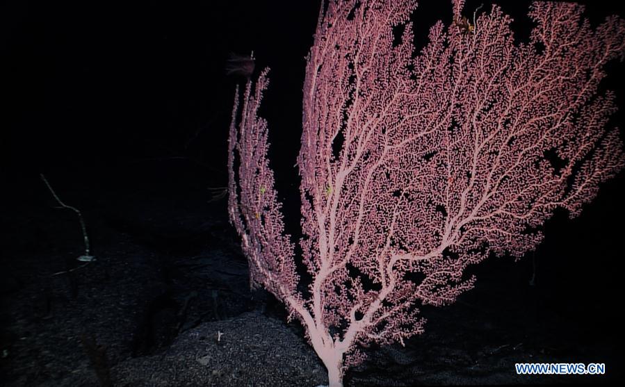 CHINA-ON BOARD KEXUE-SEAMOUNTS-CORAL(CN)