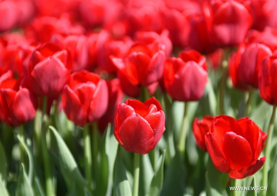 TURKEY-ISTANBUL-TULIP CARPET