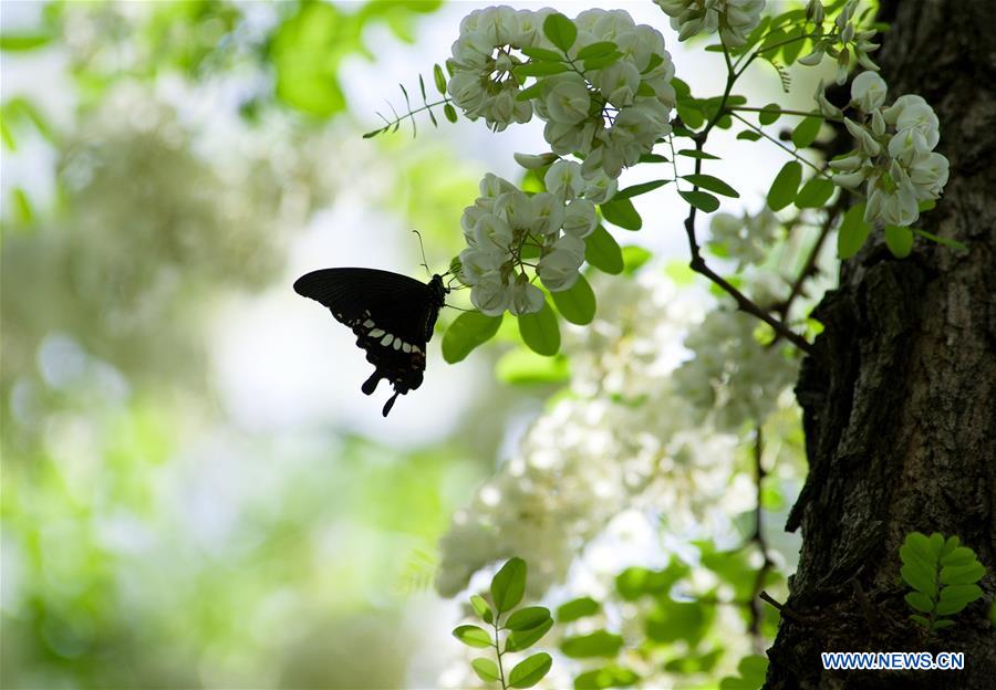 CHINA-SHANGHAI-NATURE-BUTTERFLY (CN)