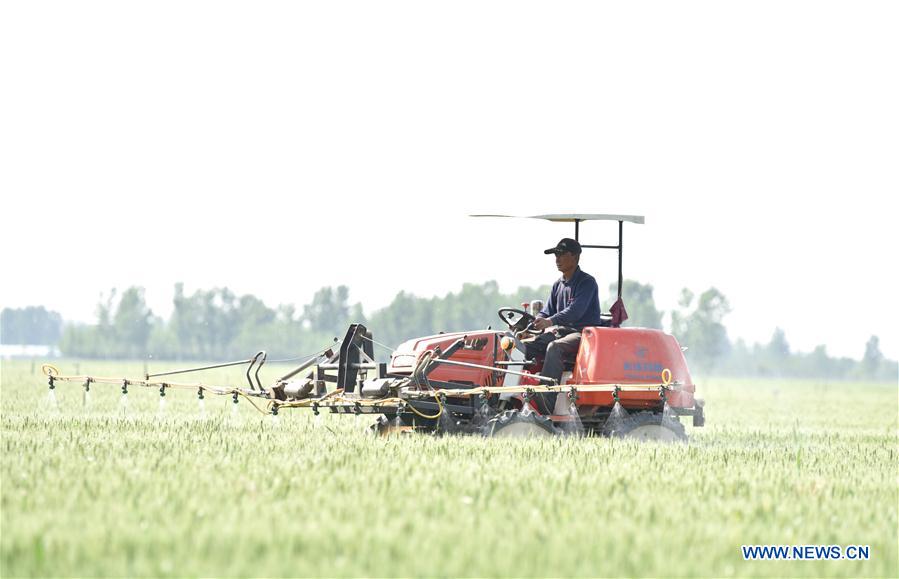 CHINA-HEBEI-WHEAT GROWTH (CN)