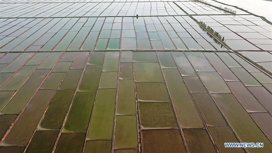 CHINA-YINCHUAN-PADDY FIELD (CN)