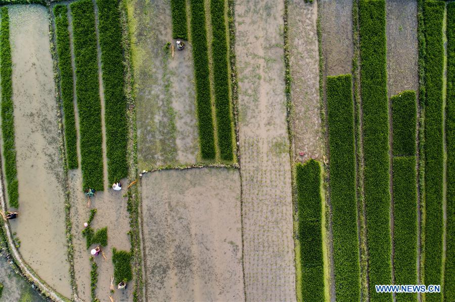 #CHINA-SHAANXI-MIANXIAN COUNTY-PADDY RICE PLANTING (CN*)