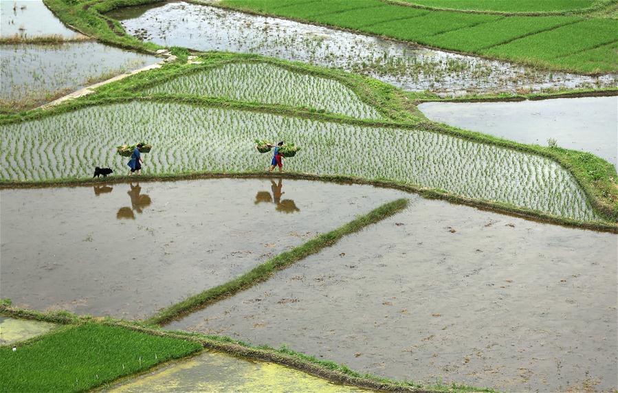 #CHINA-GUIZHOU-AGRICULTURE (CN)