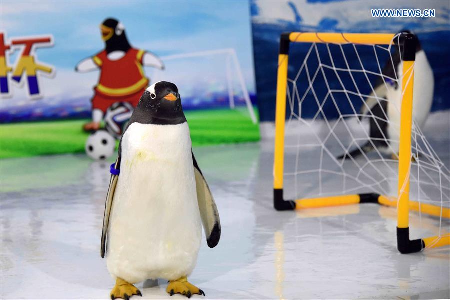 CHINA-HEILONGJIANG-PENGUINS-FOOTBALL GAME (CN)