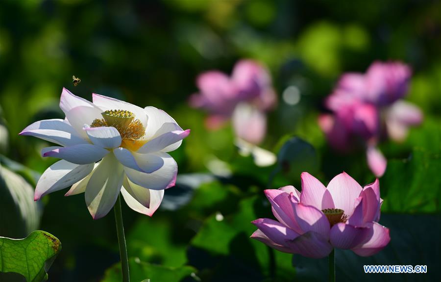 #CHINA-ANHUI-LOTUS FLOWERS (CN)