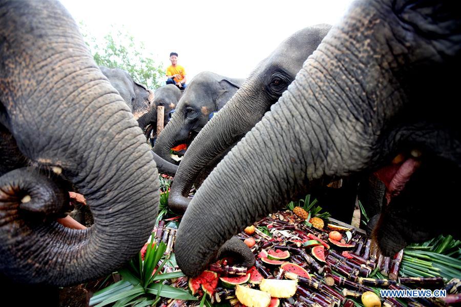 MYANMAR-BAGO-WORLD ELEPHANT DAY