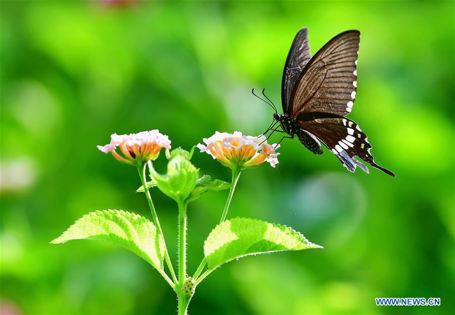 CHINA-FUZHOU-INSECT-FLOWER(CN)