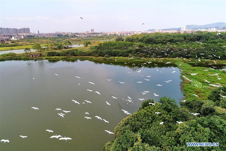 #CHINA-JIANGXI-JINXI-EGRETS (CN)