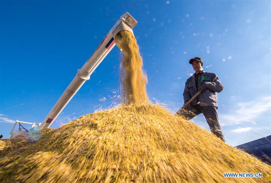 CHINA-JILIN-RICE-HARVEST (CN)