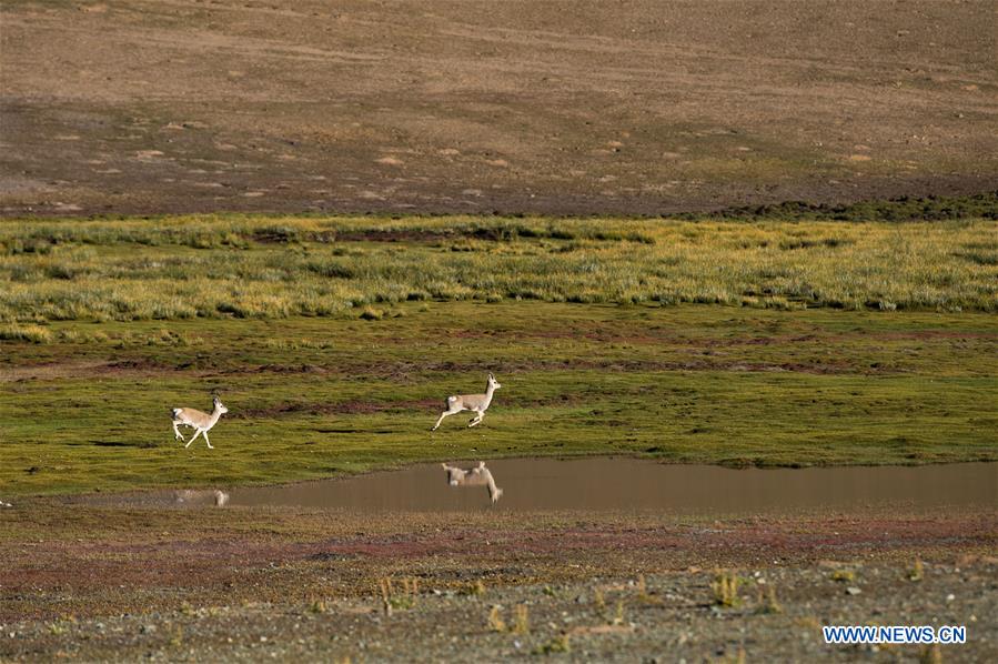 #CHINA-TIBET-ALI-AUTUMN-SCENERY (CN*)