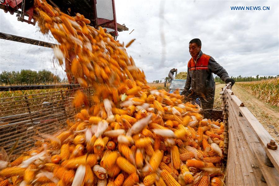 CHINA-AGRICULTURE-HARVEST (CN)