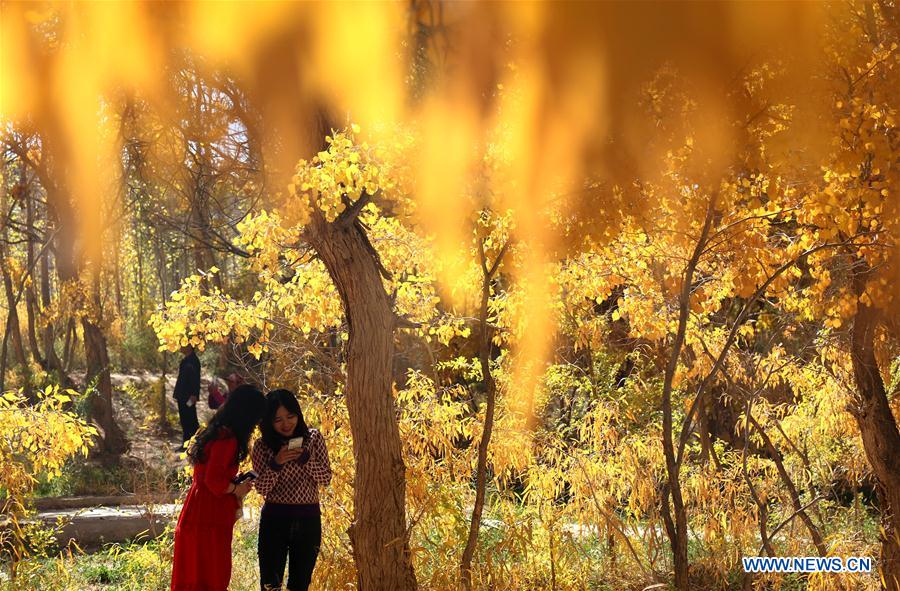 #CHINA-GANSU-DESERT POPLAR-SCENERY (CN) 