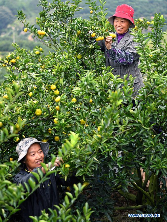 CHINA-JIANGXI-NANFENG-ORANGE-HARVEST (CN)