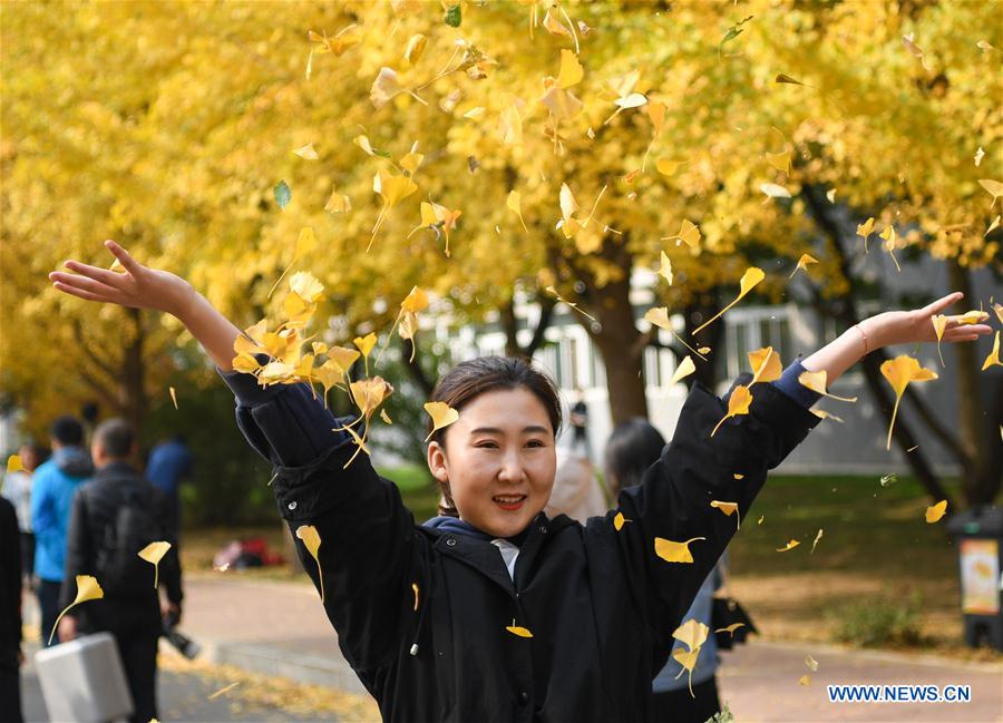 CHINA-LIAONING-GINKGO (CN)