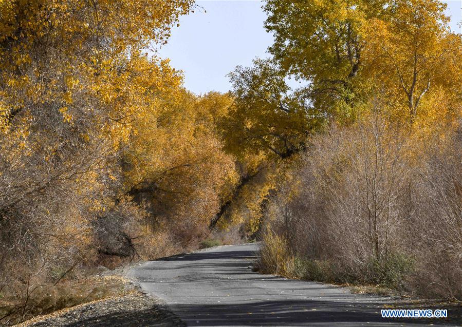 CHINA-XINJIANG-TARIM RIVER-DESERT POPLAR (CN)