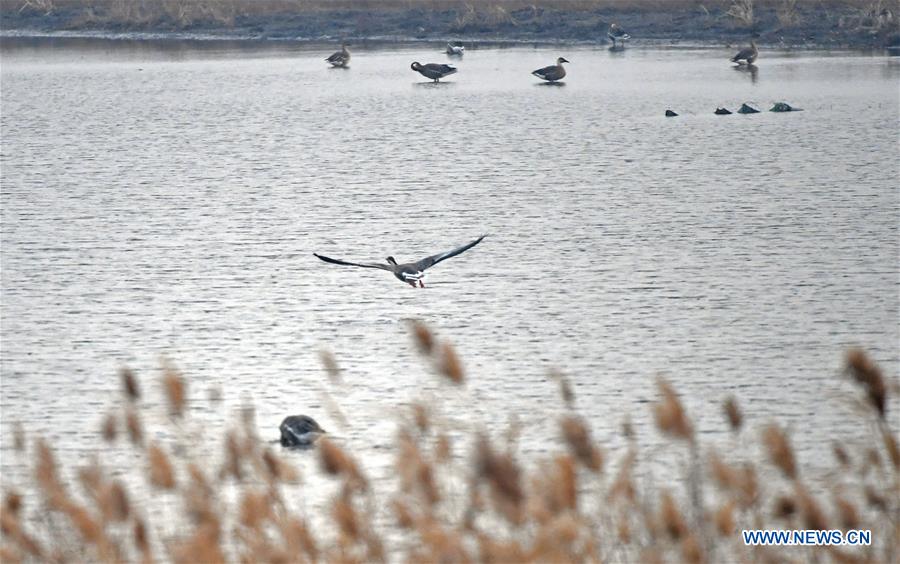 CHINA-LIAONING-WOLONG LAKE-BIRDS (CN)