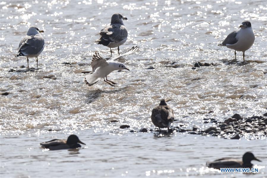 CHINA-QINGHAI-MIGRATORY BIRDS  (CN)