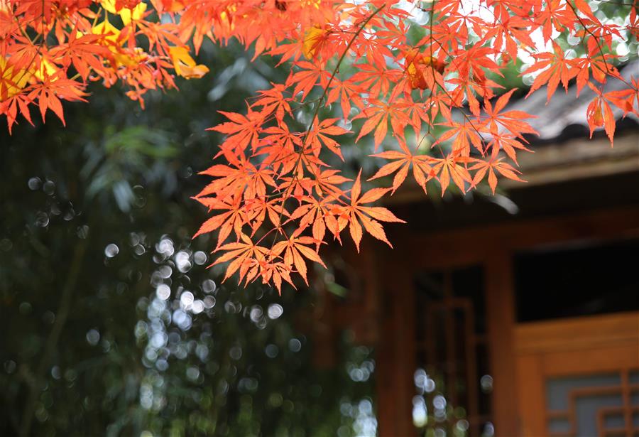 CHINA-MAPLE LEAVES-SCENERY (CN)