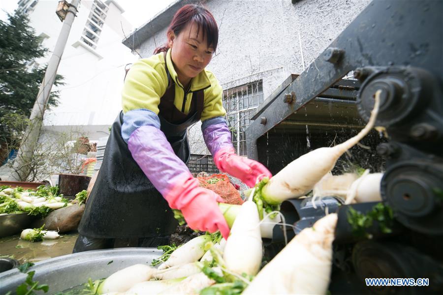 #CHINA-GUIZHOU-WHITE RADISH-PLANTING (CN)