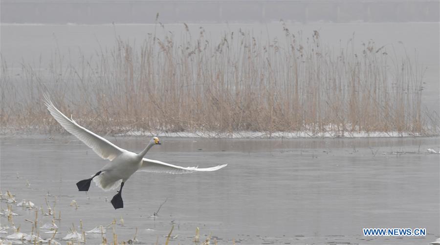 CHINA-HENAN-WHITE SWANS (CN)