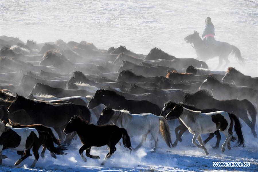 CHINA-INNER MONGOLIA-HORSE TAMING (CN)