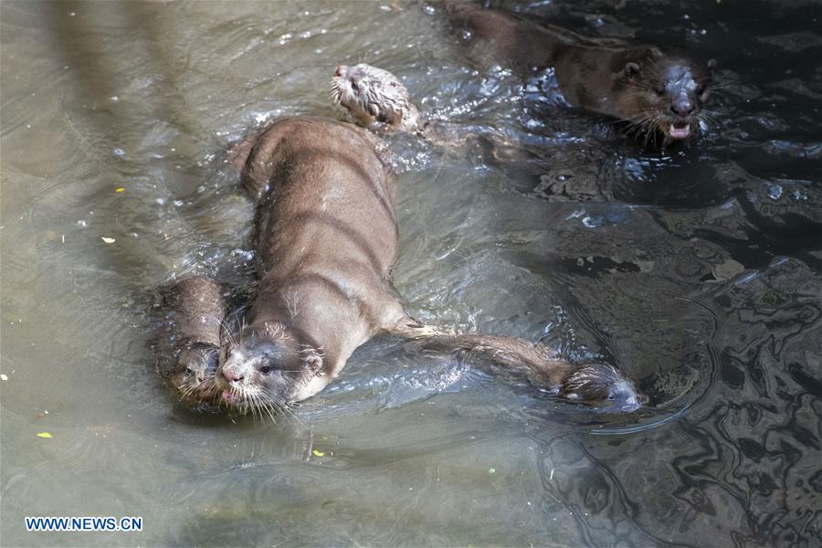 SINGAPORE-NEWBORN OTTER