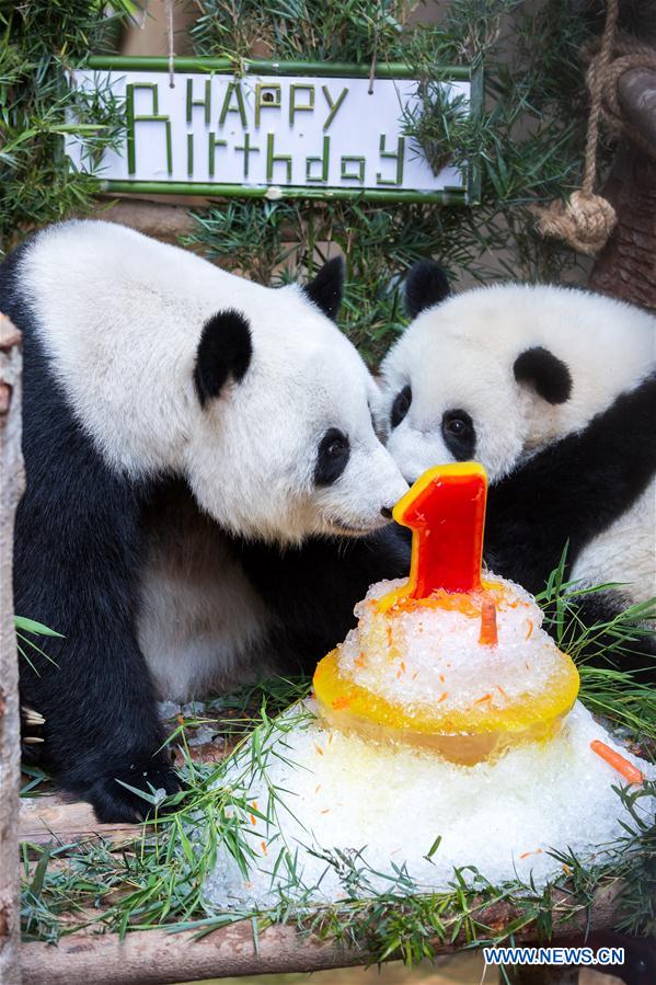 MALAYSIA-KUALA LUMPUR-GIANT PANDA BABY-BIRTHDAY