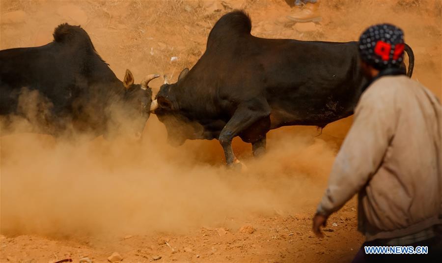 NEPAL-NUWAKOT-BULLS FIGHT