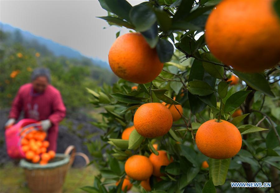 #CHINA-HUBEI-ORANGE HARVEST (CN)