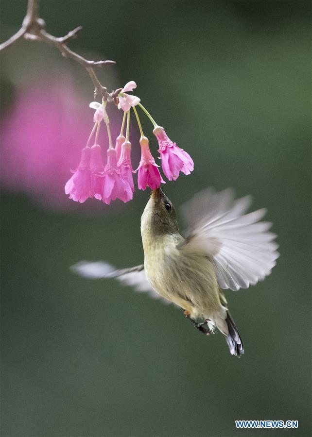 CHINA-FUZHOU-SUNBIRD (CN)