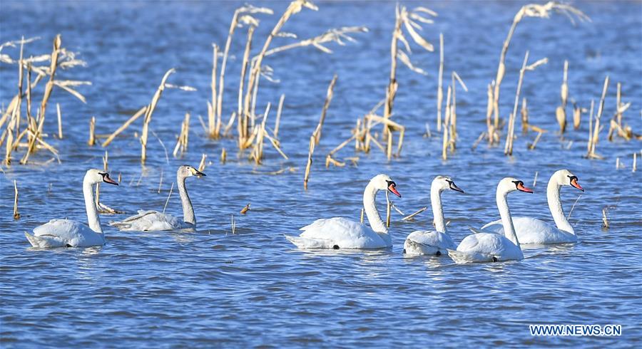 CHINA-INNER MONGOLIA-ORDOS-SWAN (CN)