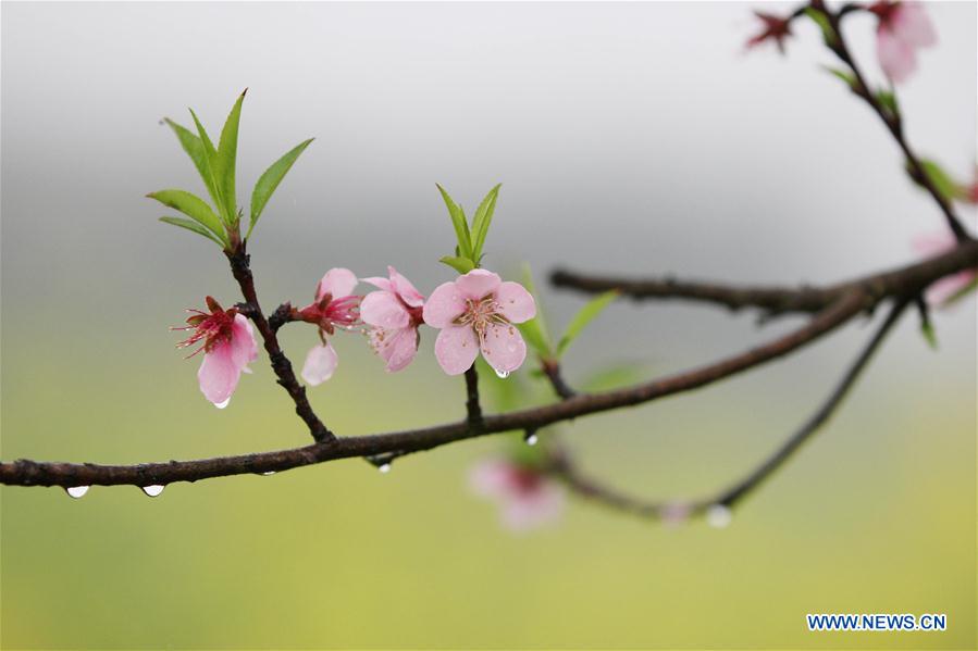 #CHINA-HUNAN-SPRING-FLOWER-RAIN (CN)