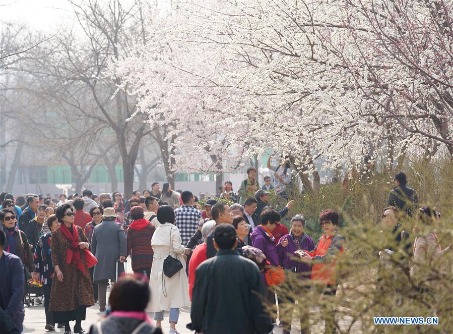 CHINA-BEIJING-YUYUANTAN PARK-CHERRY BLOSSOM (CN)